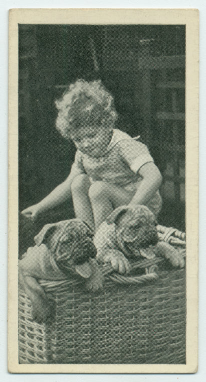 Bull-dog puppies