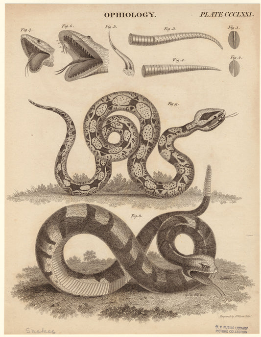 Ophiology