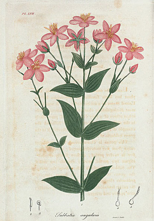 Sabbatia angularis. (American centaury).