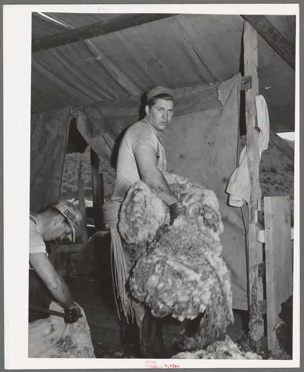 Taking away the fleece shorn from sheep. Ranch in Malheur County, Oregon