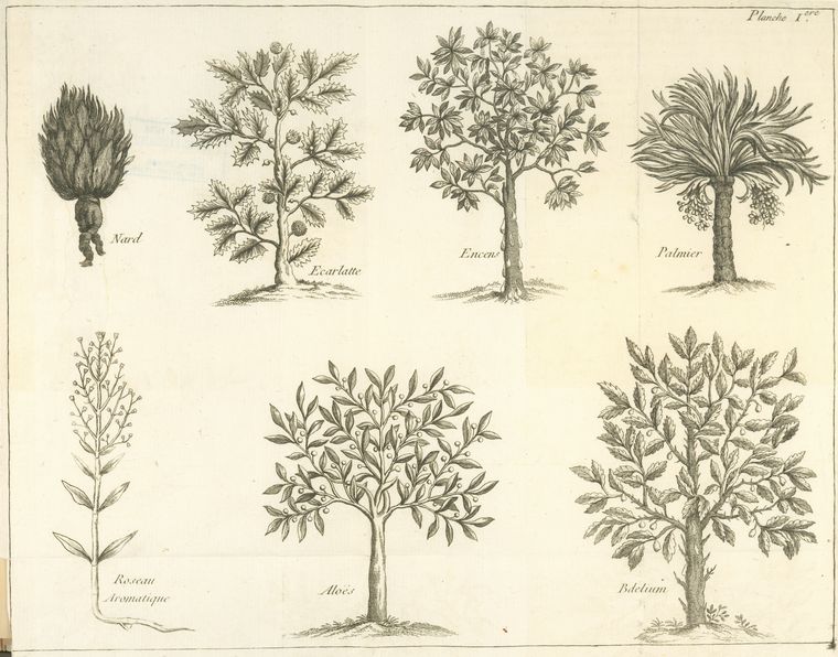 Nard, ecarlatte, encens, palmier, roseau aromatique, aloës, bdelium
