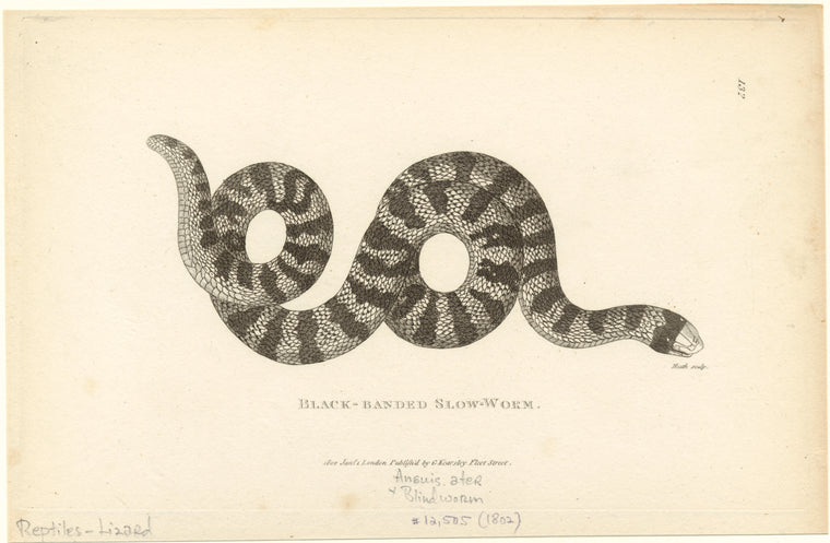 Black-banded slow-worm
