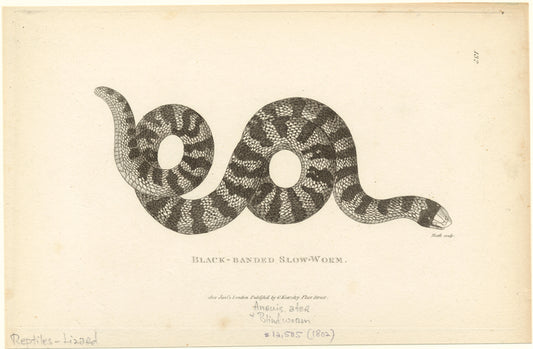 Black-banded slow-worm