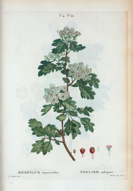 Mespillus oxyacantha = Neflier aubépine. [Common Hawthorn]