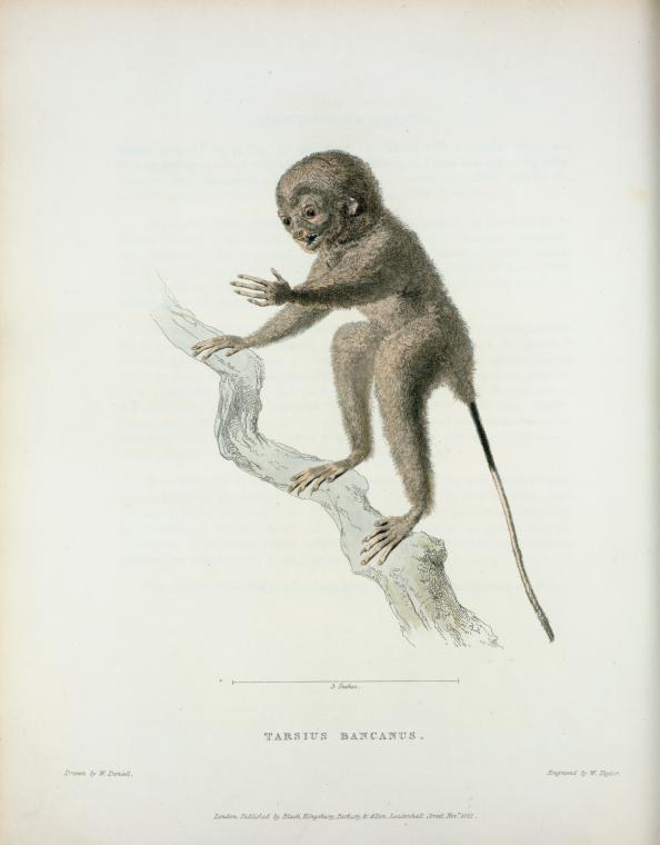 Tarsius bancanus.