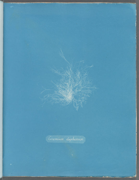 Ceramium diaphanum