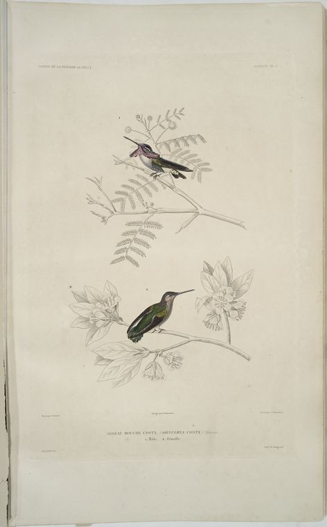 Oiseau mouche costa, Ornismya costa. 1. Mâle, 2. Femelle.