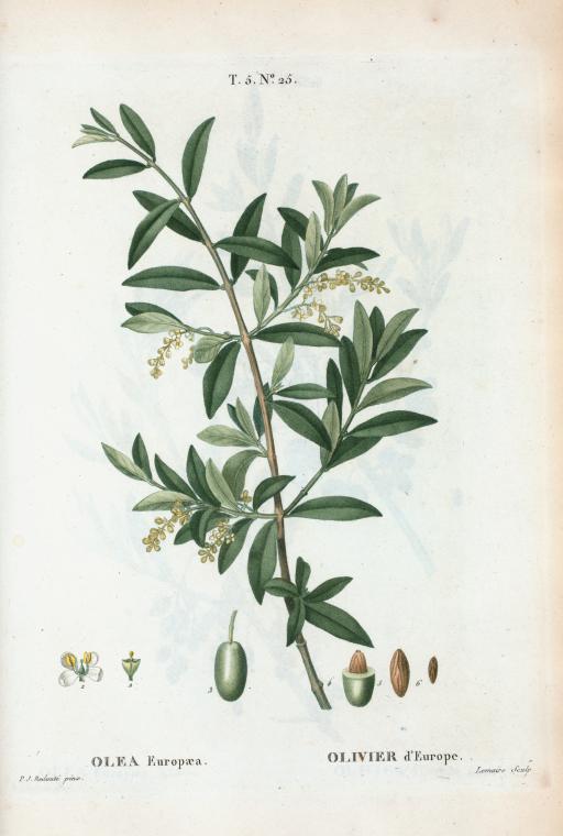 Olea Europæa = Olivier d'Europe. [Green olive]