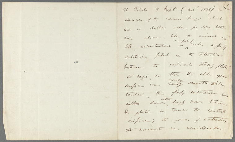 Fungia: Holograph, undated