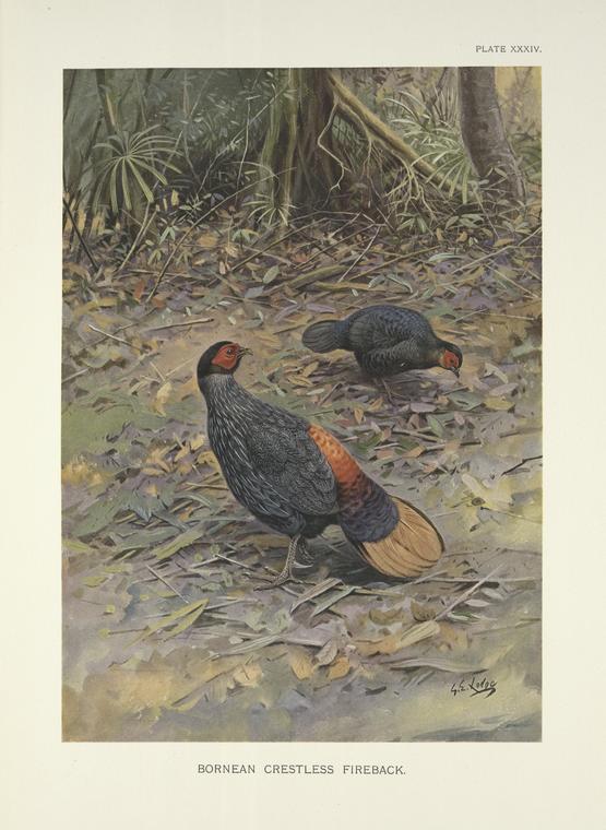 Bornean Crestless Fireback (Acomus pyronotus)