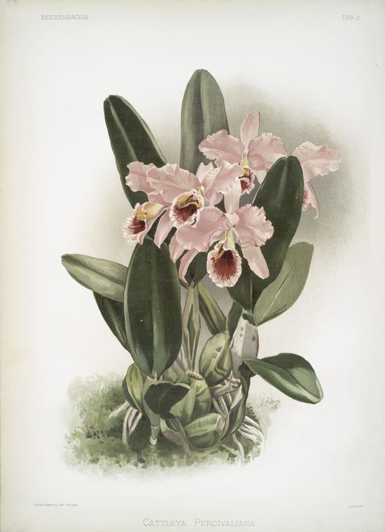 Cattleya Percivaliana.