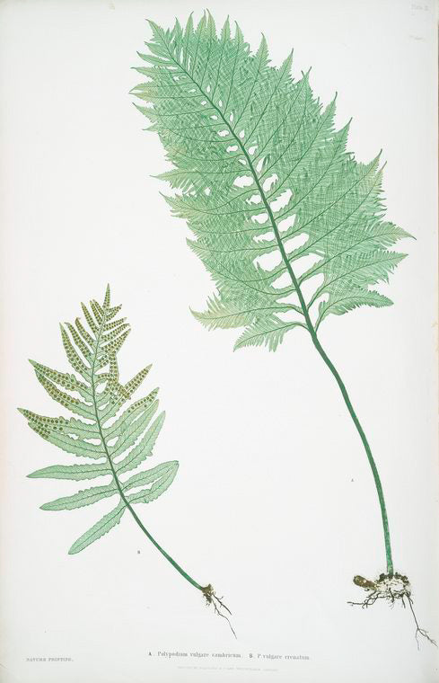 A. Polypodium vulgare cambricum. B. P. vulgare crenatum. [The common polypody]