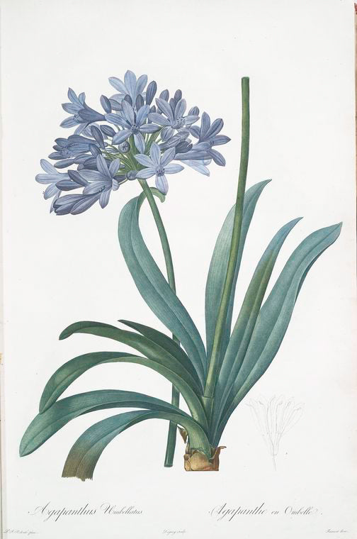 Agapanthus umbellatus