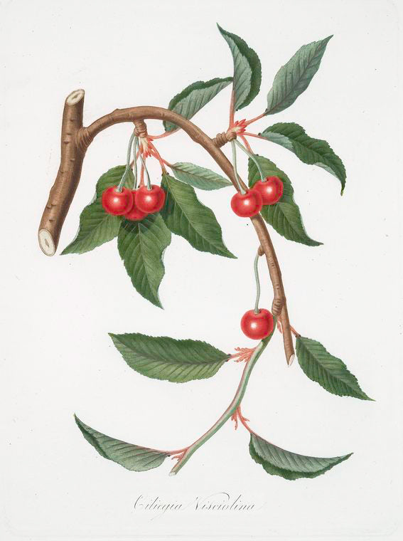 Ciligia viscilina. [Ciliegio visciolino ; Cherry]