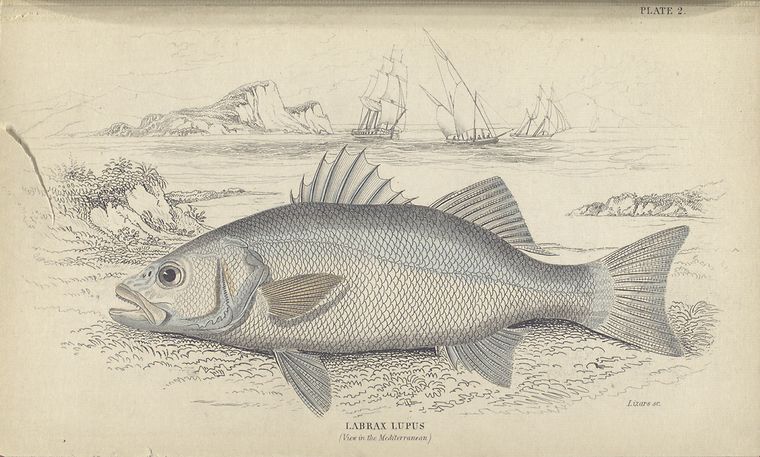 Labrax lupus (View in the Mediterranean).