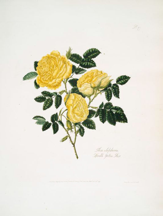 Rosa sulphuria