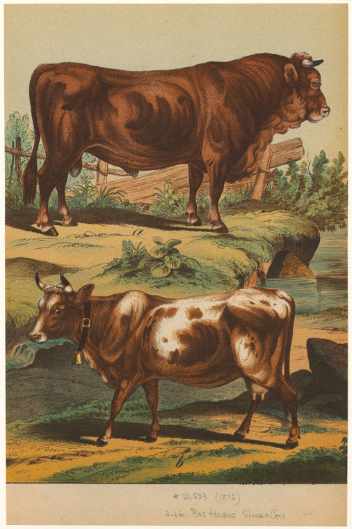 Bos taurus, steer & cow