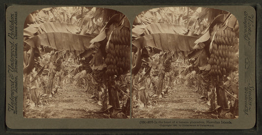 In the heart of a banana plantation, Hawaiian Islands