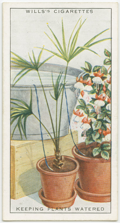 Keeping plants watered while away on holiday.