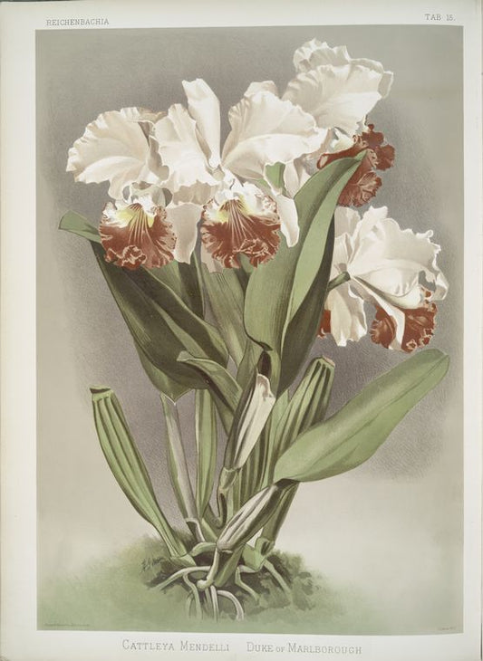 Cattleya Mendelli, Duke of Marlborough.