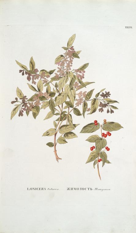 Lonicera tatarica; Zhimolost’ tatarskaia  [Tartar honeysuckle]