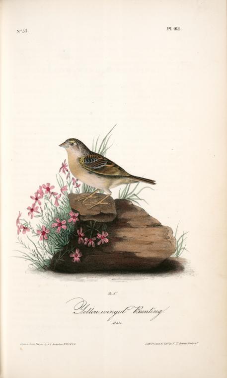 Yellow-winged Bunting, Male