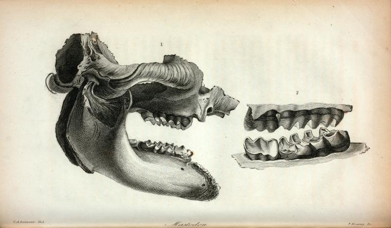 Mastodon.