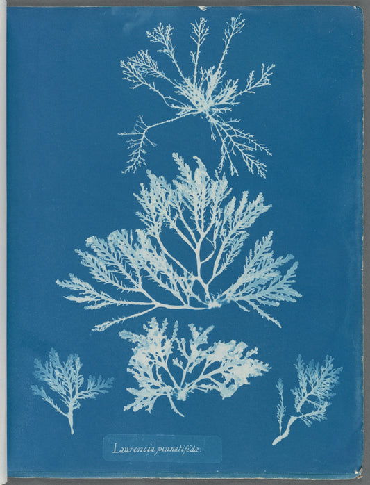 Laurencia pinnatifida