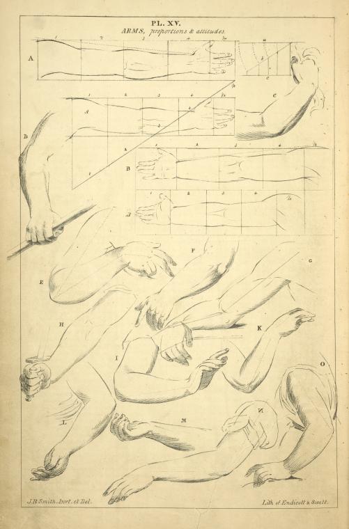 Arms - proportions and attitudes.