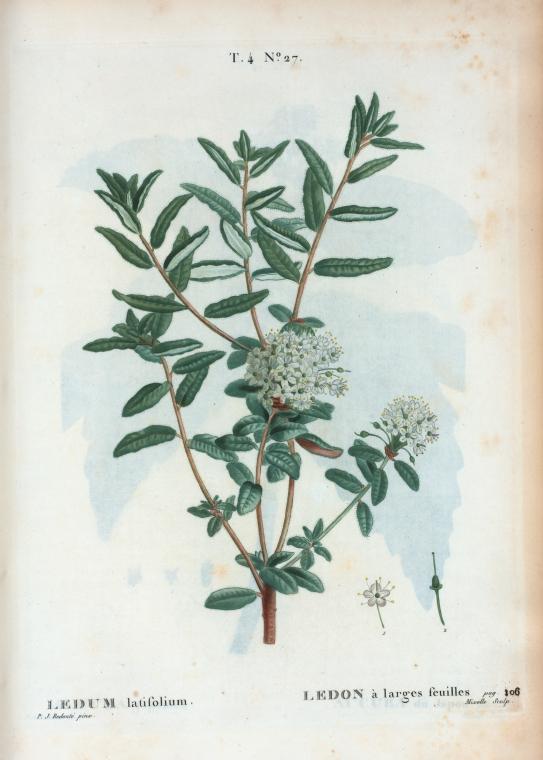 Ledum latifolium = Ledon à larges feuilles. [Labrador tea or James tea]