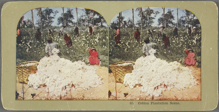 Cotton Plantation Scene