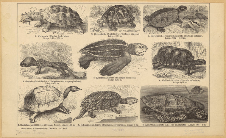 Turtles