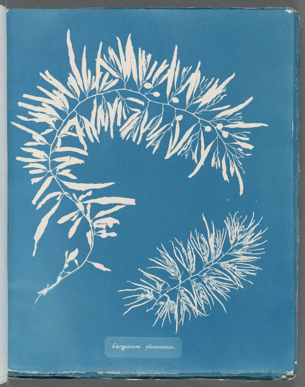 Sargassum plumosum