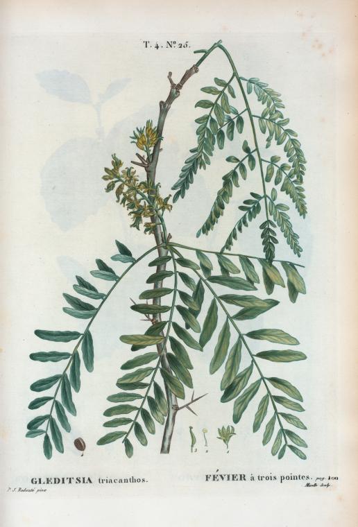 Gleditsia triacanthos = Févier à trois pointes. [Honey-locust]