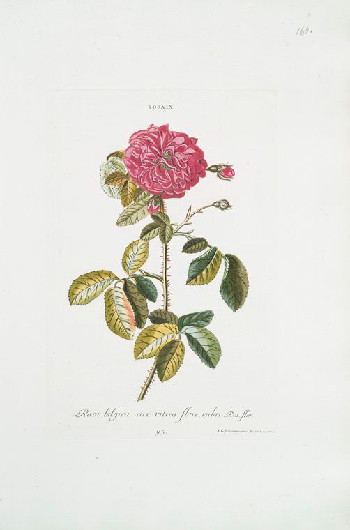 Rosa IX 'Rosa belgica sive vitrea flore rubro. [Damask rose]