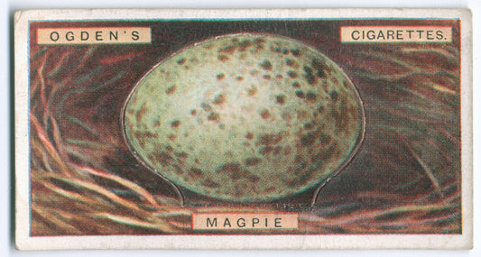 Magpie's egg.