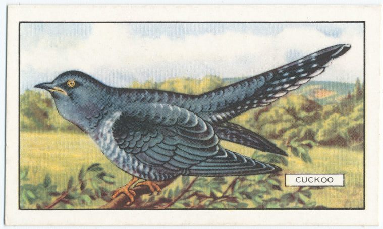 Cuckoo.