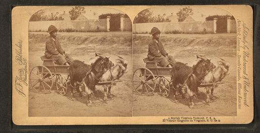 A stylish Virginia turnout, [showing African American boy in goat cart].