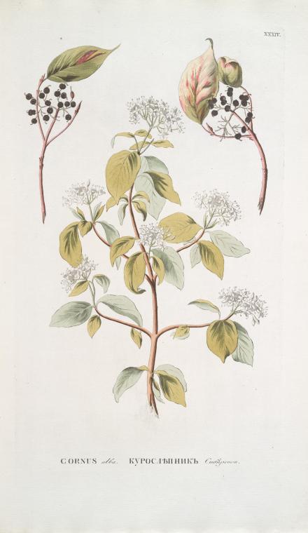 Cornus alba;  Kurosliepnik sibirskoi