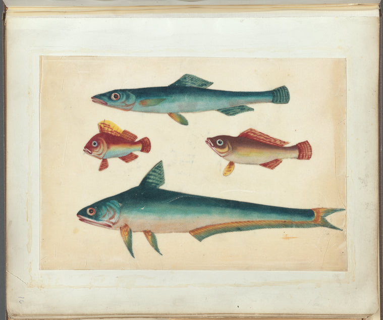 Two green fish, two brown fish