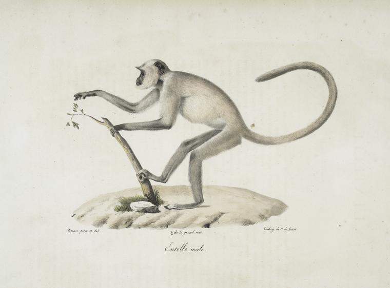 [Quadrumanes] Entelle mâle