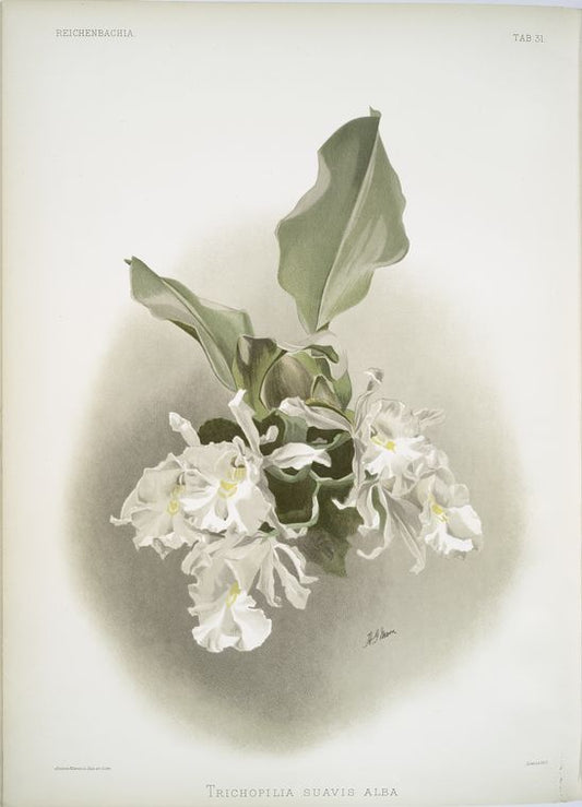 Trischopilia suavis alba.