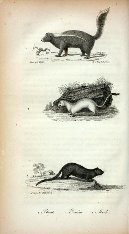 1. Skunk; 2. Ermine; 3. Mink.