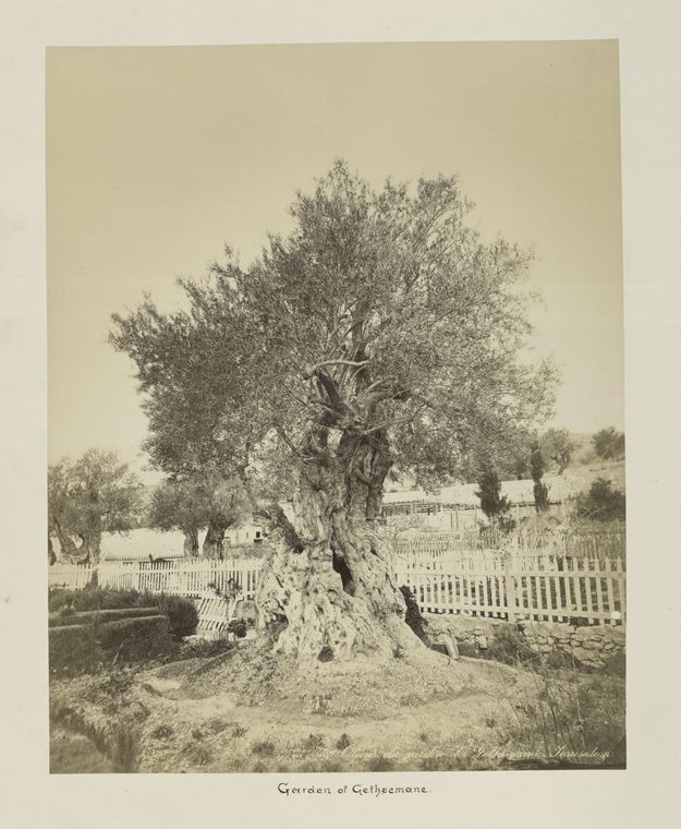 186 Olivier du jardin de Gethsimanie Jerusalem