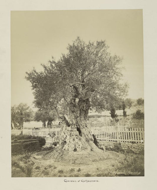 186 Olivier du jardin de Gethsimanie Jerusalem