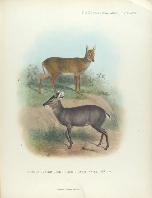 Michie's Tufted Deer (1) and Chinese Water-Deer (2)