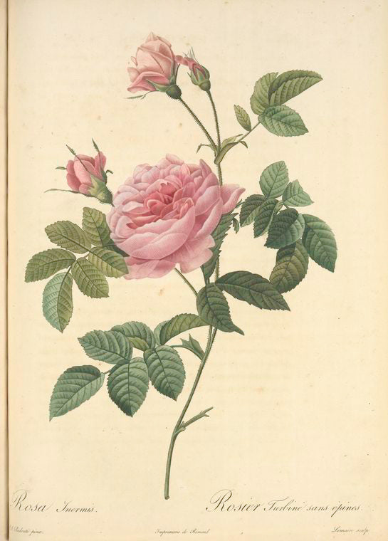 Rosa Inermis; Rosier de Boursault
