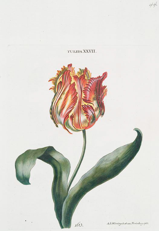 Tulipa XXVII. [Tulip XXVII]