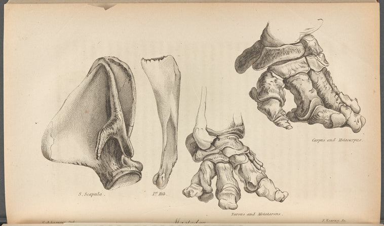 Mastodon (S. Scapula; 1st Rib; Tarsus and Metatarsus; Carpus and Metacarpus).