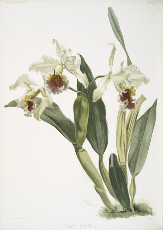 Cattleya rex.